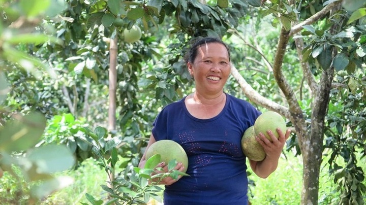 Phú Thọ: Nhân rộng mô hình kinh tế hiệu quả, giảm nghèo bền  vững - 1