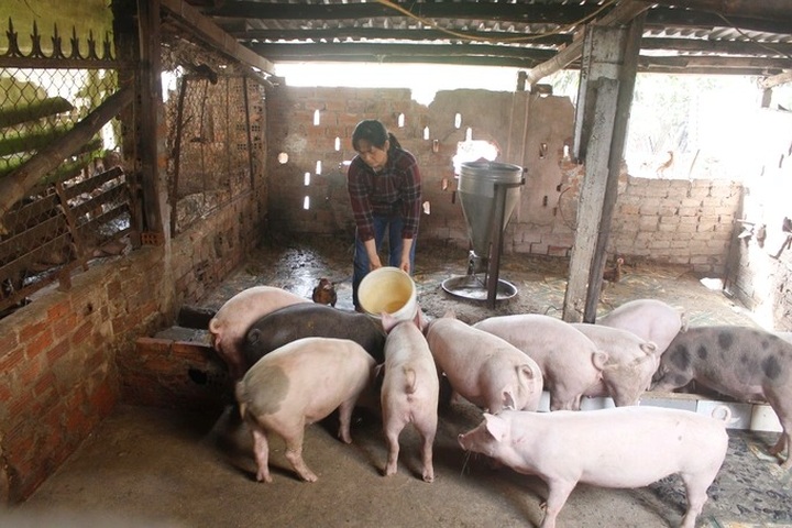 Đa dạng hoá sinh kế, phát triển các mô hình giảm nghèo bền vững - 2 Đa dạng hoá sinh kế, phát triển các mô hình giảm nghèo bền vững - 2