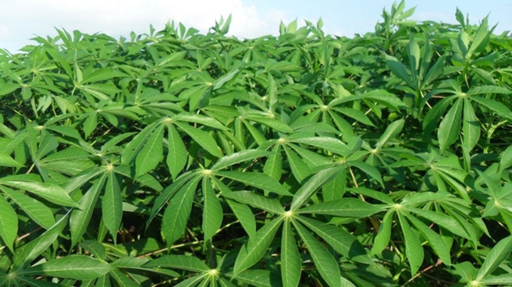 Rau sắn đất Tổ - Món ngon dân dã đậm vị quê - 1