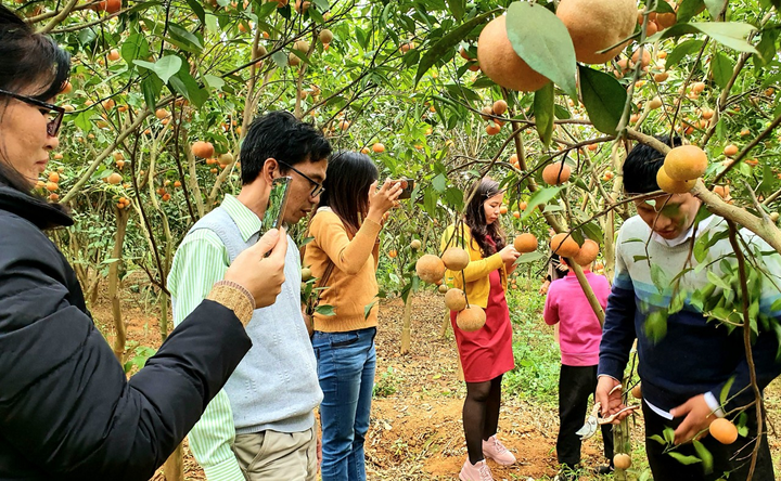 Đòn bẩy mới cho hợp tác xã nông nghiệp phát triển - 1