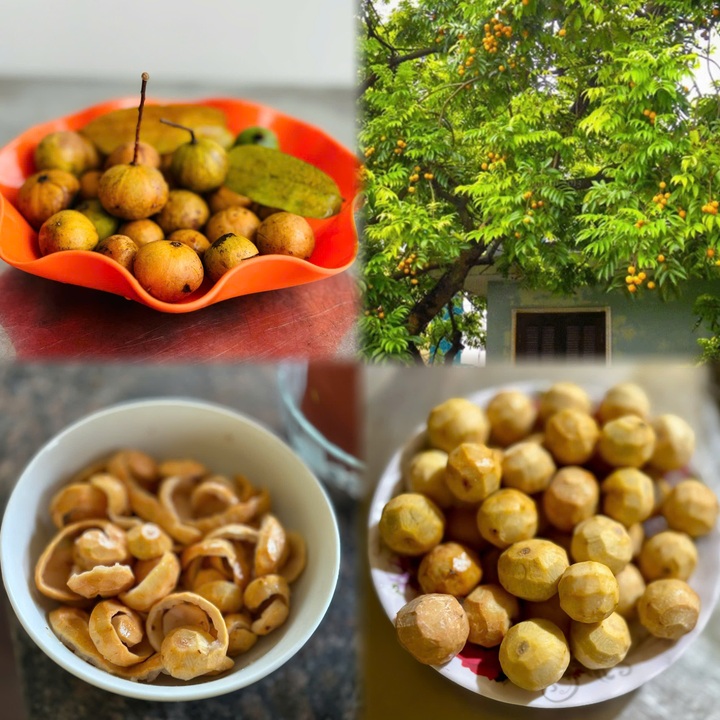 Mùa sấu chín lại về - 1 Mùa sấu chín lại về - 1