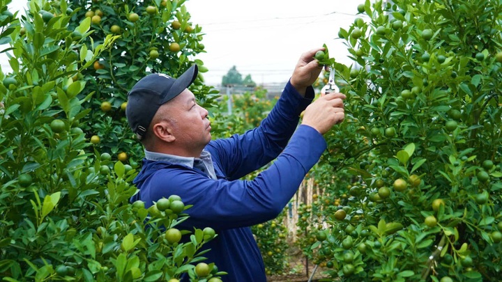 Thị trường hoa, cây cảnh tết sôi động - 1