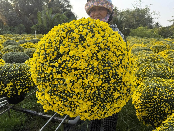 Nhộn nhịp  “chợ” hoa tết online - 1