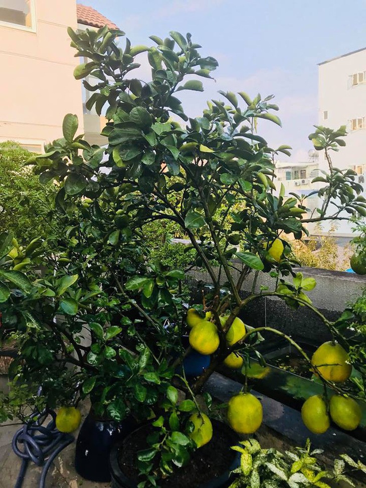 Ngắm căn biệt thự sang trọng ngập tràn hoa lá của Hồ Ngọc Hà - Ảnh 14. Ngắm căn biệt thự sang trọng ngập tràn hoa lá của Hồ Ngọc Hà - Ảnh 14.