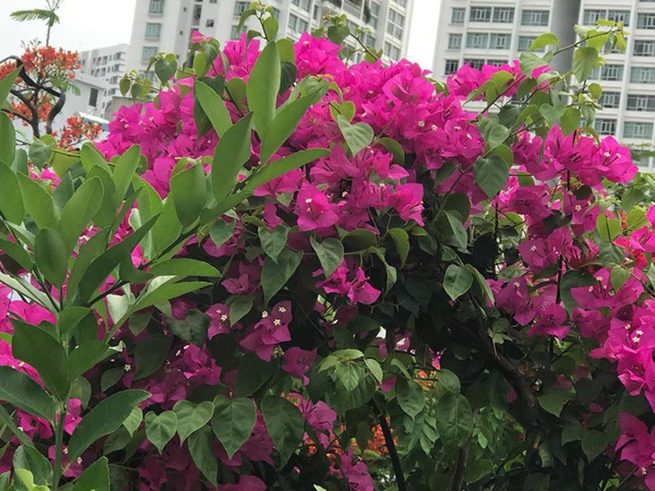 Ngắm căn biệt thự sang trọng ngập tràn hoa lá của Hồ Ngọc Hà - Ảnh 12. Ngắm căn biệt thự sang trọng ngập tràn hoa lá của Hồ Ngọc Hà - Ảnh 12.