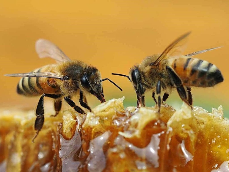 Loài ong biết tính số chẵn, lẻ - 2