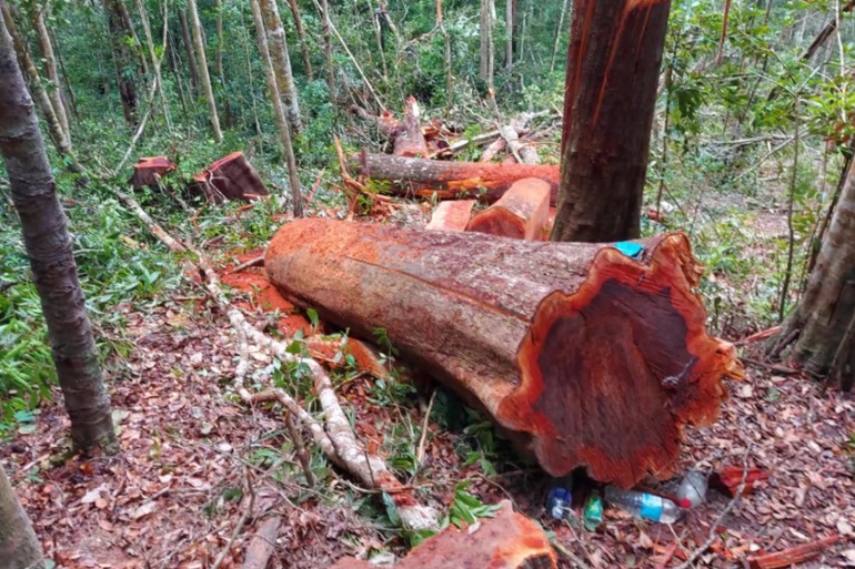 Khởi tố 11 đối tượng vụ rừng xanh bị xẻ thịt ở Gia Lai - 1