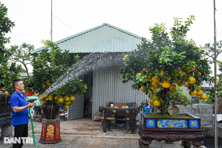 Cây bưởi dáng độc, khách đổi 2 cây vàng chủ vẫn không bán ở Hưng Yên - 9
