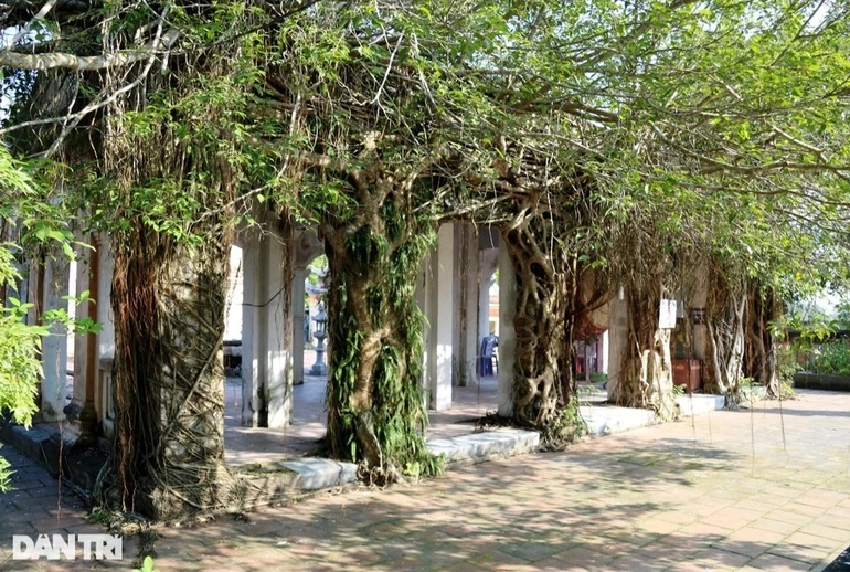 Unique tree roots embrace the entire column of an ancient temple more than 600 years old in Ha Tinh - 9