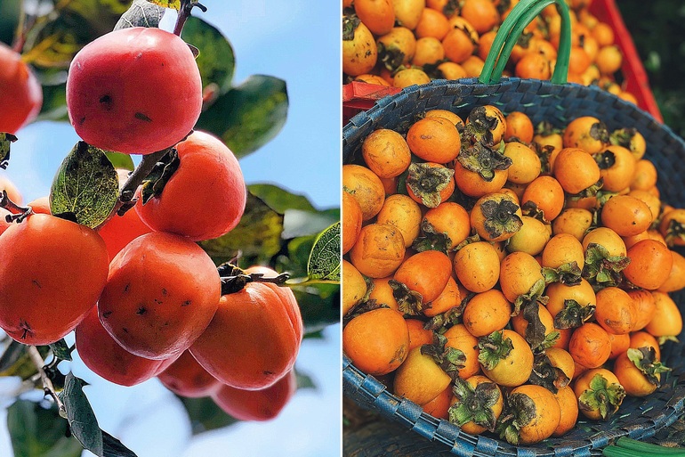 Bỏ công việc văn phòng, cô gái 9X lên Đà Lạt làm đặc sản hồng treo gió - 4 Bỏ công việc văn phòng, cô gái 9X lên Đà Lạt làm đặc sản hồng treo gió - 4