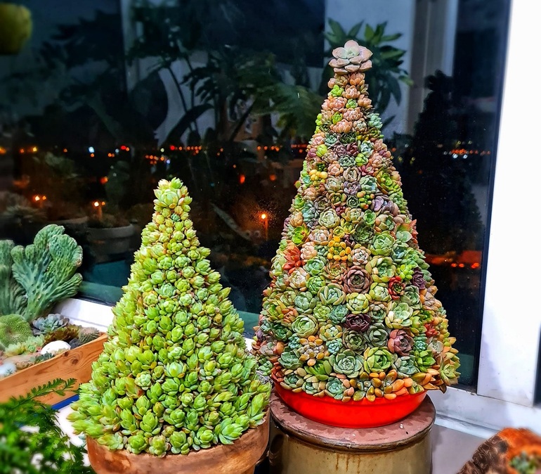 Hanoi girl builds a Christmas tree from hundreds of mini lotus plants - 4