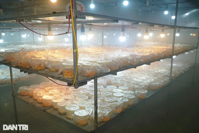 Công nghệ sản xuất nấm Đông trùng hạ thảo bằng nước dừa  BaoHaiDuong