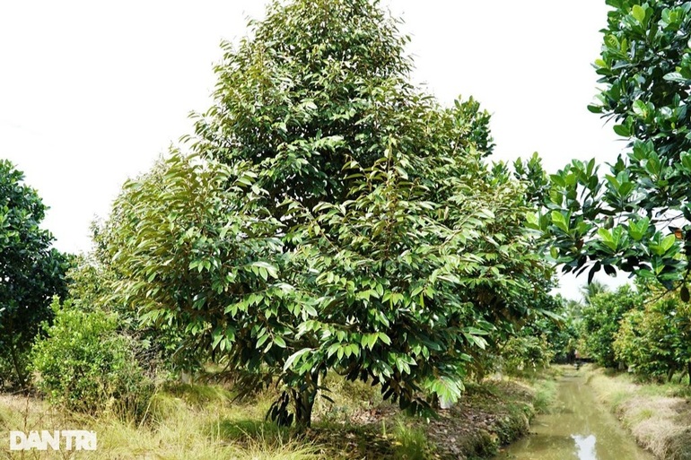 Trồng cây xen canh nuôi cá, đút túi cả tỷ đồng mỗi năm - 4 Trồng cây xen canh nuôi cá, đút túi cả tỷ đồng mỗi năm - 4