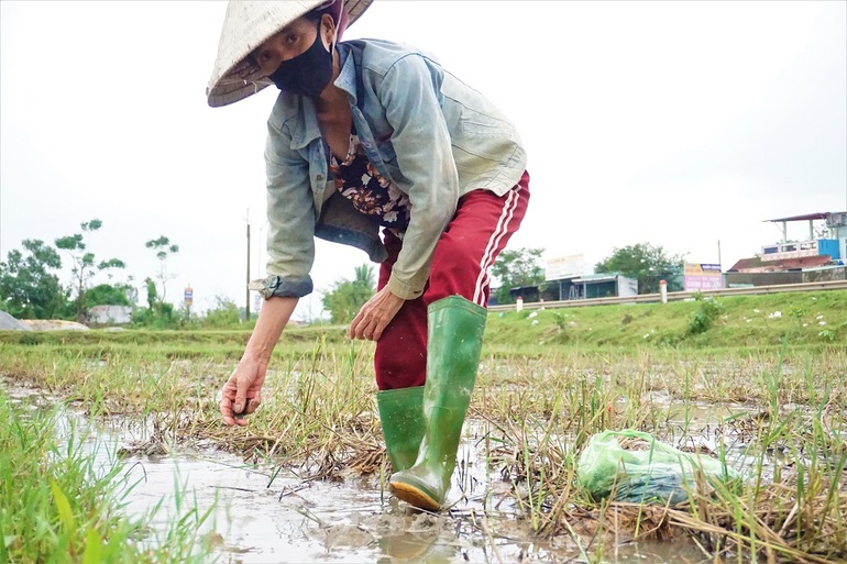 Nông dân lội bùn nhặt tiền trên ruộng - 6 Nông dân lội bùn nhặt tiền trên ruộng - 6
