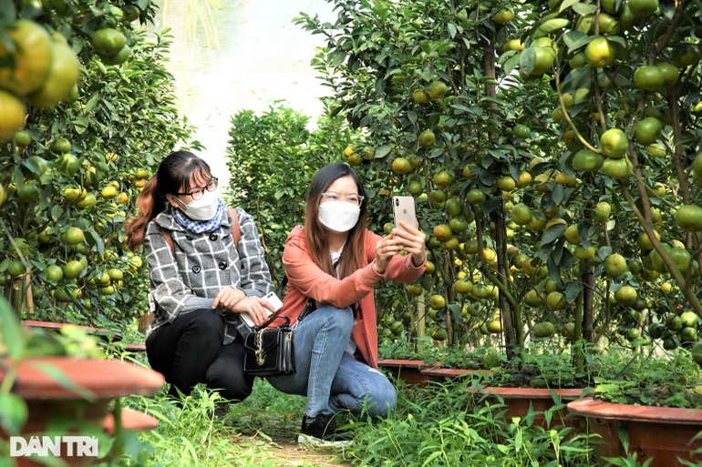 Cho quýt hồng bén rễ trong chậu lão nông Đồng Tháp thu lãi tiền triệu/ cây - 3 Cho quýt hồng bén rễ trong chậu lão nông Đồng Tháp thu lãi tiền triệu/ cây - 3