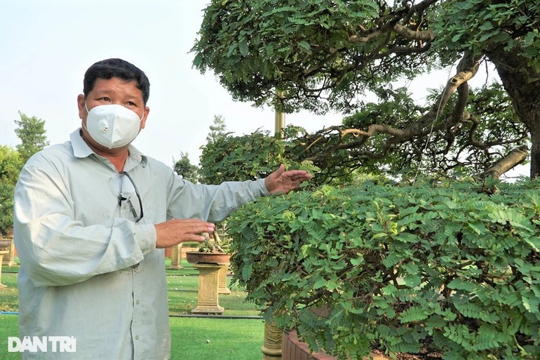 Chiêm ngưỡng cặp me kiểng trăm tuổi trị giá tiền tỷ của lão nông Đồng Tháp - 4 Chiêm ngưỡng cặp me kiểng trăm tuổi trị giá tiền tỷ của lão nông Đồng Tháp - 4