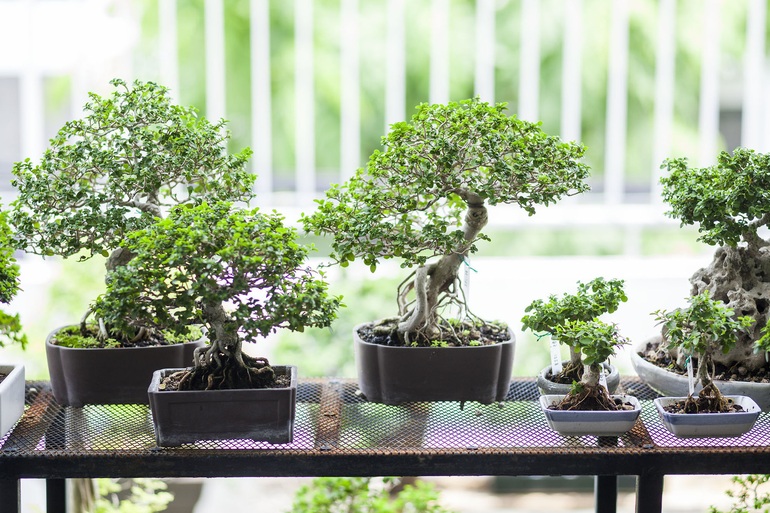 Khu vườn bonsai hàng trăm gốc trong ngôi nhà cải tạo từ nơi bỏ hoang 15 năm - 12 Khu vườn bonsai hàng trăm gốc trong ngôi nhà cải tạo từ nơi bỏ hoang 15 năm - 12