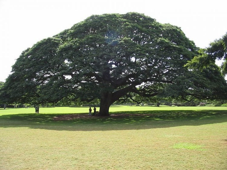 Cận cảnh cây me khổng lồ hơn trăm năm tuổi hái ra cả triệu USD - 1