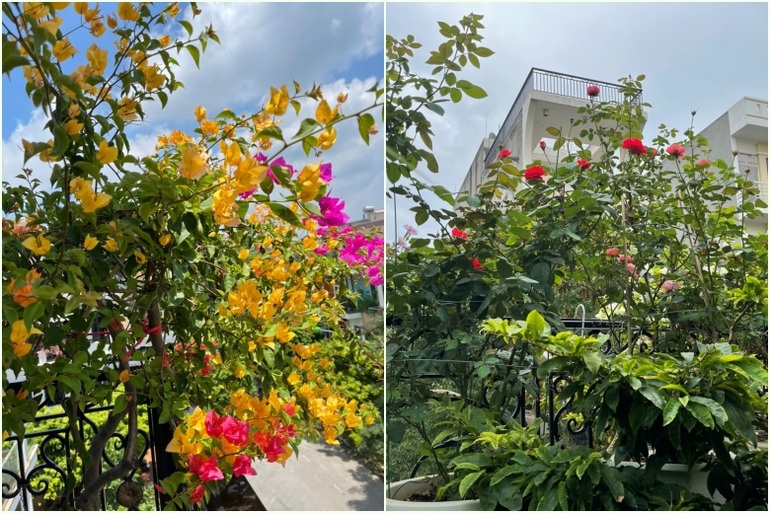 Vườn hoa vỏn vẹn 20 mét vuông ngập tràn sắc màu của nữ kế toán Bắc Giang - 3 Vườn hoa vỏn vẹn 20 mét vuông ngập tràn sắc màu của nữ kế toán Bắc Giang - 3