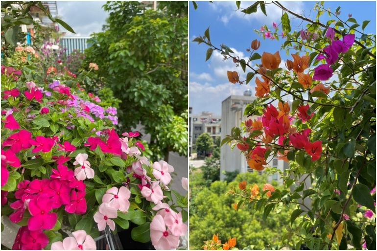 Vườn hoa vỏn vẹn 20 mét vuông ngập tràn sắc màu của nữ kế toán Bắc Giang - 6 Vườn hoa vỏn vẹn 20 mét vuông ngập tràn sắc màu của nữ kế toán Bắc Giang - 6