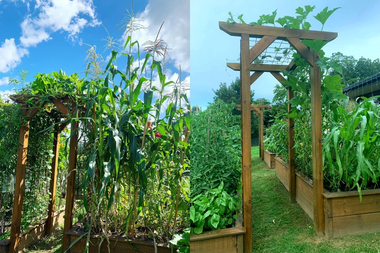 Bà mẹ 4 con đam mê trồng nông sản sạch, chinh phục cả trăm giống cây - 3 Bà mẹ 4 con đam mê trồng nông sản sạch, chinh phục cả trăm giống cây - 3