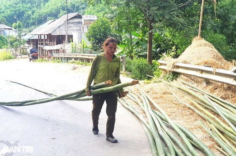 Thoát nghèo nhờ trồng cây vàng xanh trên đỉnh núi - 3 Thoát nghèo nhờ trồng cây vàng xanh trên đỉnh núi - 3