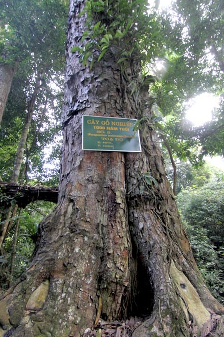 Lào Cai đầu tư tiền tỷ bảo vệ rừng gỗ nghiến 1.000 năm tuổi - 2