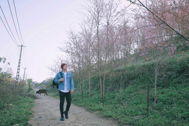 Satisfied with the blooming cherry apricot blossom hill in Moc Chau - 6