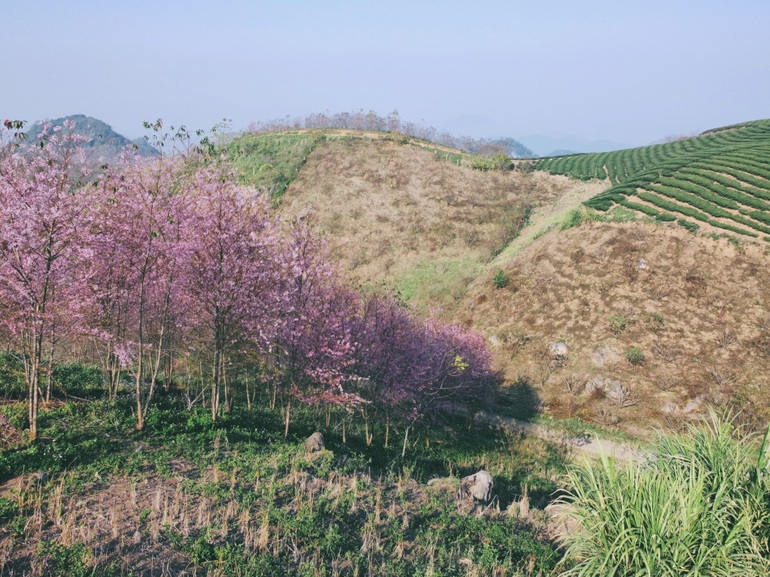 Satisfied with the blooming cherry apricot blossom hill in Moc Chau - 1