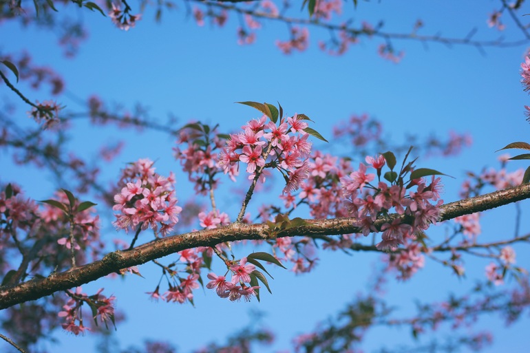 Satisfied with the blooming cherry apricot blossom hill in Moc Chau - 8