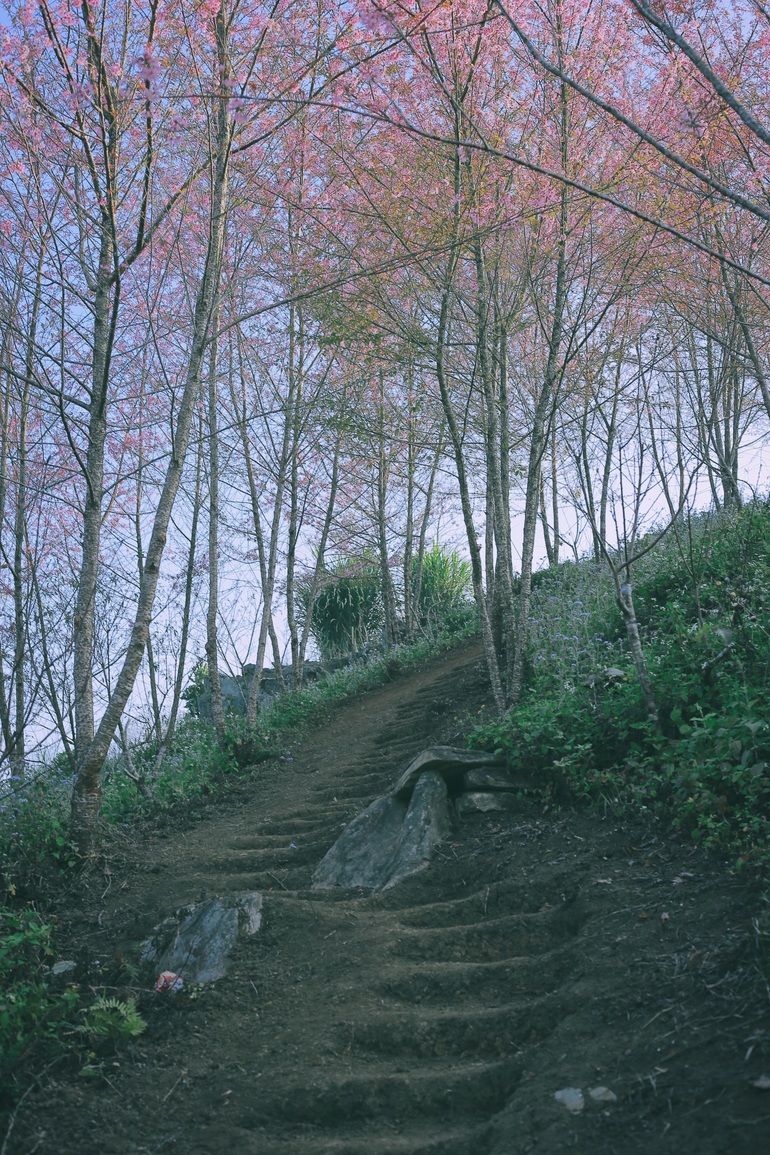 Satisfied with the blooming cherry apricot blossom hill in Moc Chau - 4