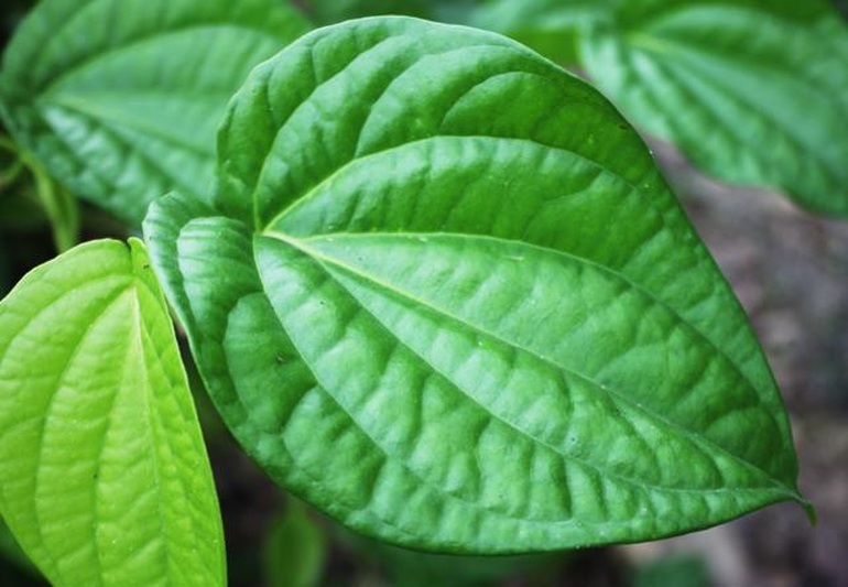 What are the benefits of rinsing your mouth with betel leaf water?