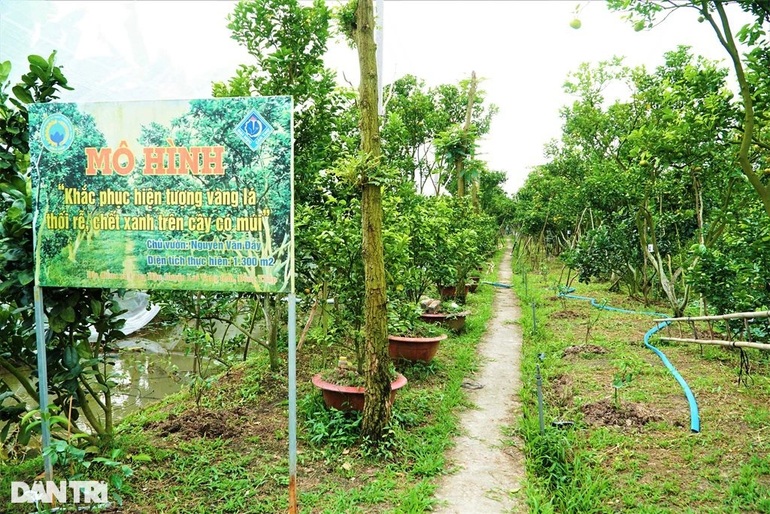 Lão nông với bí quyết giúp vườn quýt chết đi sống lại, cho năng suất cao - 2 Lão nông với bí quyết giúp vườn quýt chết đi sống lại, cho năng suất cao - 2