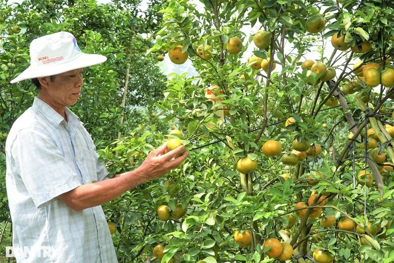 Lão nông với bí quyết giúp vườn quýt chết đi sống lại, cho năng suất cao - 1 Lão nông với bí quyết giúp vườn quýt chết đi sống lại, cho năng suất cao - 1