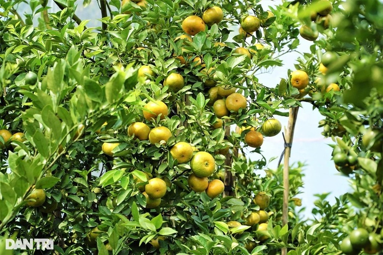 Lão nông với bí quyết giúp vườn quýt chết đi sống lại, cho năng suất cao - 3 Lão nông với bí quyết giúp vườn quýt chết đi sống lại, cho năng suất cao - 3