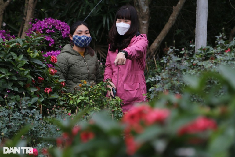 Hoa Tết tràn ngập các nhà vườn ở Nghệ An nhưng vắng khách mua hàng - 4