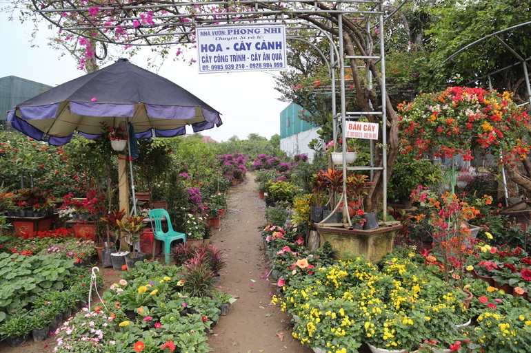 Hoa Tết tràn ngập các nhà vườn ở Nghệ An nhưng vắng khách mua hàng - 2
