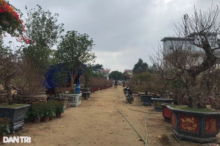 Hoa Tết tràn ngập các nhà vườn ở Nghệ An nhưng vắng khách mua hàng - 3