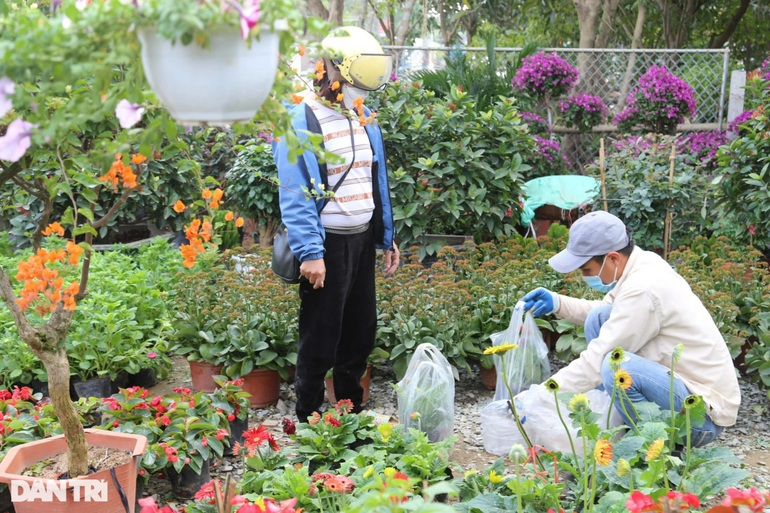 Hoa Tết tràn ngập các nhà vườn ở Nghệ An nhưng vắng khách mua hàng - 7