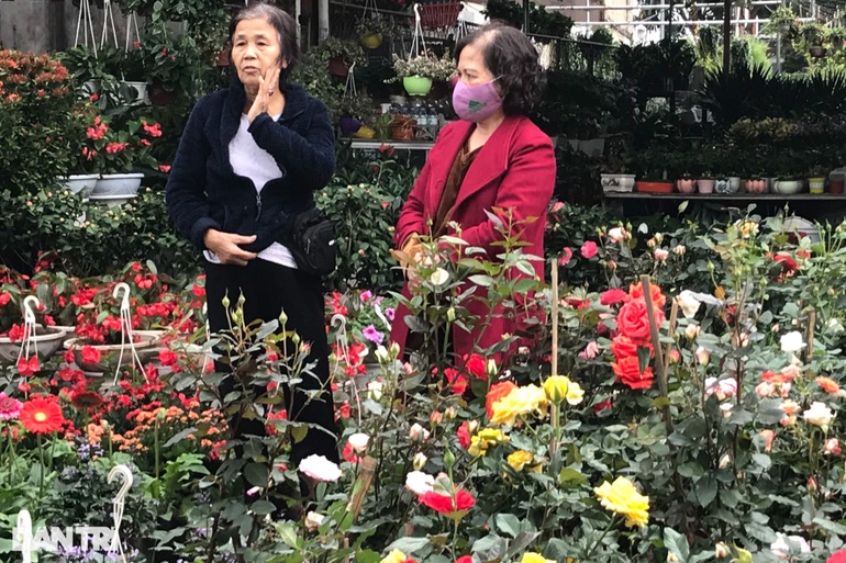 Hoa Tết tràn ngập các nhà vườn ở Nghệ An nhưng vắng khách mua hàng - 5