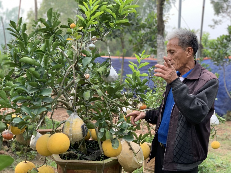 Lão nông phù thủy ở Hà Nội với biệt tài ghép năm loại quả trên một cây - 2