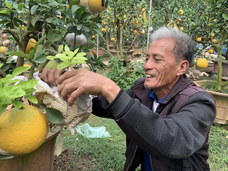 Lão nông phù thủy ở Hà Nội với biệt tài ghép năm loại quả trên một cây - 3