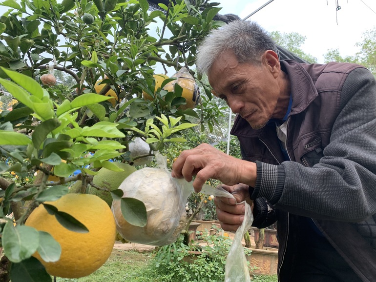 Lão nông phù thủy ở Hà Nội với biệt tài ghép năm loại quả trên một cây - 5