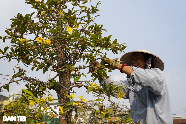 Chủ vườn mai tiền tỷ đứng ngồi không yên lo ế ẩm vì dịch Covid-19 - 3 Chủ vườn mai tiền tỷ đứng ngồi không yên lo ế ẩm vì dịch Covid-19 - 3