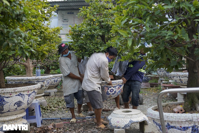 Chủ vườn mai tiền tỷ đứng ngồi không yên lo ế ẩm vì dịch Covid-19 - 5 Chủ vườn mai tiền tỷ đứng ngồi không yên lo ế ẩm vì dịch Covid-19 - 5