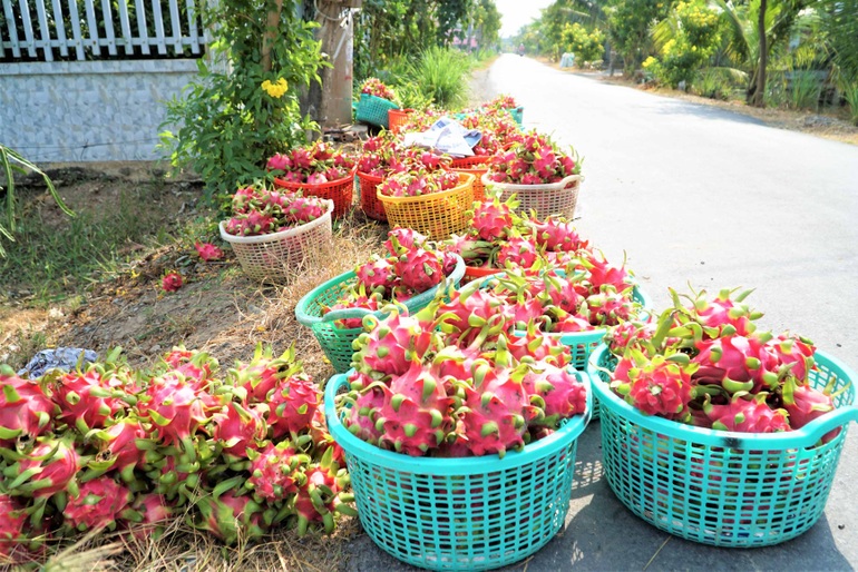 Người trồng thanh long điêu đứng vì giá rớt thê thảm  - 3