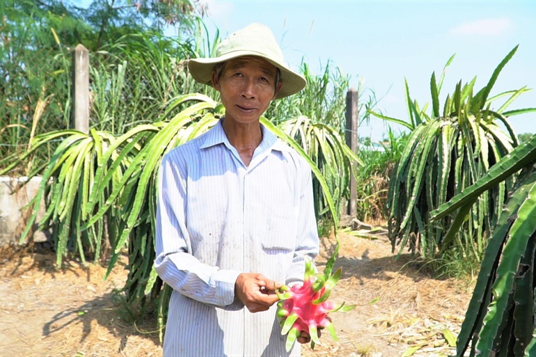 Bán 10 kg thanh long chưa mua nổi 1 tô phở, nông dân lo trắng tay - 3