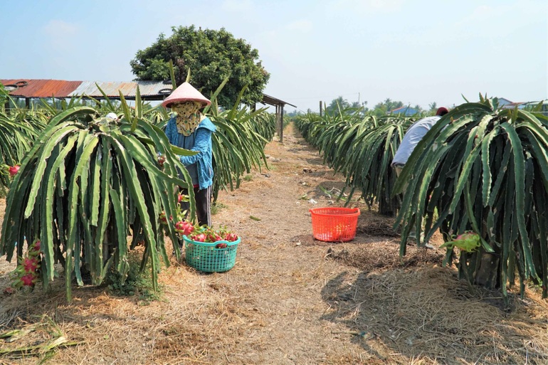 Người trồng thanh long điêu đứng vì giá rớt thê thảm  - 1