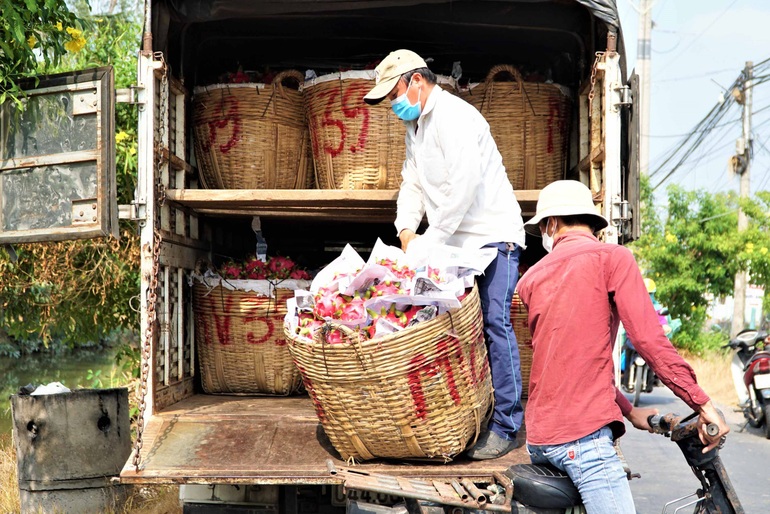 Người trồng thanh long điêu đứng vì giá rớt thê thảm  - 4