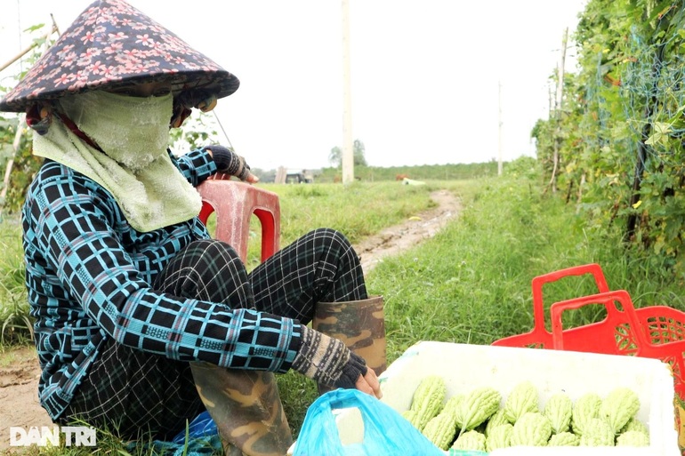 Cận Tết, nông dân điêu đứng khi rau củ úa tàn sau cơn mưa lớn bất thường - 4